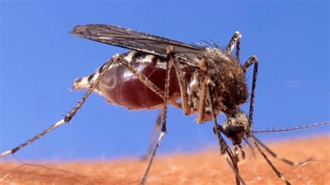 Cases of locally acquired malaria rise to 6 in Florida
